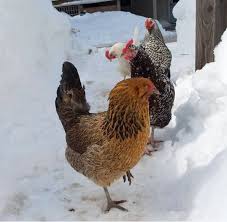 We have good chicken coop names that are cool, different. 65 Of Our Favorite Chicken Names Hobby Farms