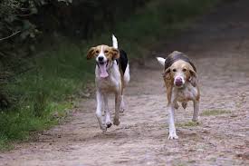 C'est un chien qui est peu souvent calme. Grand Anglo Francais Tricolore Caractere Et Education Ooreka
