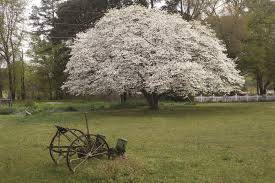Benthamidia florida) is a species of dogwood native to eastern north america, from southern maine west to southern ontario and eastern kansas, and south to northern florida and eastern texas and also in illinois, with a disjunct population in eastern mexico. East Texas Woman Boasts State S Largest Dogwood Tree Tylerpaper Com