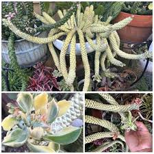 Image result for Monadenium rugosum