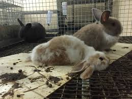 Pet shop near me rabbit. 10 Reasons Not To Buy A Bunny This Easter Peta