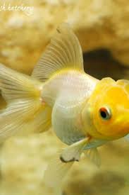 Pin By Hasan Basri Guzel On Goldfish We Sell Goldfish For Sale Goldfish Aquarium Fish