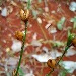 Image result for Schwenckia