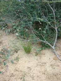 Image result for Kyllinga alba