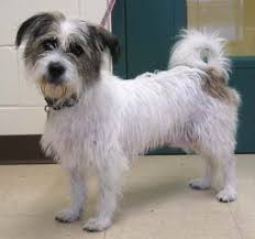 Maybe you would like to learn more about one of these? Analyzing The Analysis Wisdom Panel Dna Tests Mixed Breed Dogs The Other End Of The Leash