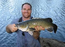 There are an estimated 23,000 varieties of fish, of which about 40 percent live in the saltwater ( salzwasser) of the world's oceans and seas. Murray Dorsch Maccullochella Peelii Fischlexikon