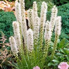 Floristan White Blazing Star Liatris American Meadows