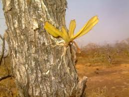 Image result for Calyptrochilum