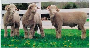 The rambouillet breed originated with spain's famed merino flocks, which were known from the. Thirteen Sheep Breeds Popular In The United States Big Picture Agriculture Sheep Breeds Merino Sheep Sheep
