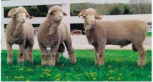 Visna, the neurologic form, is more common in goats. Thirteen Sheep Breeds Popular In The United States Big Picture Agriculture Sheep Breeds Sheep Merino Sheep