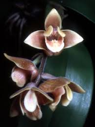 Image result for Polystachya aconitiflora