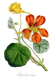Image result for Tropaeolaceae