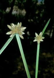 Image result for Schoenoplectiella mucronata