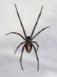 You may have heard about spiders called the sun spider or the wind scorpion. 37 Spiders And Scorpions Ideas Scorpion Spider Fact Spider