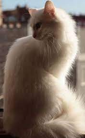 30 Turkish Angora Cats Ideas Angora Cats Turkish Angora Cat Cats