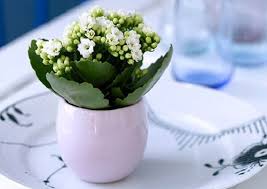 Kalanchoe Cultive A Belissima Flor Da Fortuna Na Sua Casa