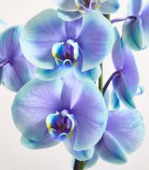 Bibble Blumen 🧚‍♀️ Die Trendblumen 2026 | BLUME2000