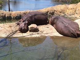 Hippos At The Kansas City Zoo April 13 Kansas City Zoo City Zoo Hippo