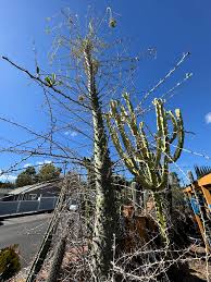 Image result for Scolopia stolzii