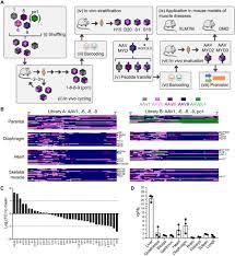 Image result for Gold 1998 AAV