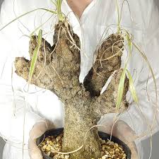 Image result for Xerophyta trichophylla