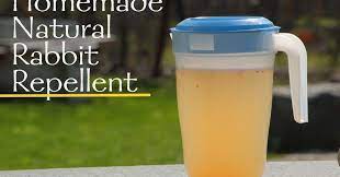 Shake the container very well and then place in outdoors in the direct sun for two days. Homemade Natural Rabbit Repellent Practiganic Vegetarian Recipes And Organic Living
