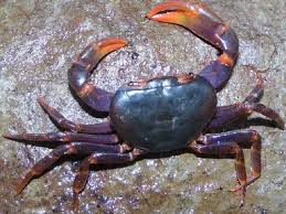 Image result for Euploca katangensis