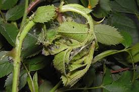 Image result for Archips rosanus