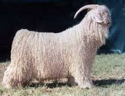 Angora Animales De La Granja Animales Tejidos En Lana