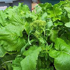 Image result for Brassica rapa