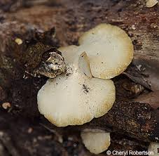 Image result for Polyporus pendulus