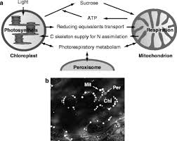 Mitochondria is the main place for cell respiration and generates energy for the cell in the form of atp while chloroplast is the main place for photosynthesis and present in a few algae and green plants. Interaction Between Chloroplasts And Mitochondria Activity Function And Regulation Of The Mitochondrial Respiratory System During Photosynthesis Springerlink