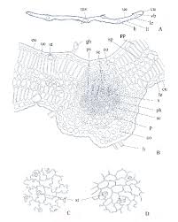 Image result for Ocimum minutiflorum
