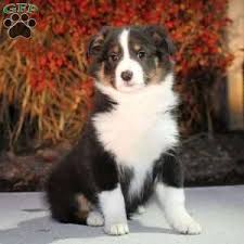 Maybe you would like to learn more about one of these? Border Collie Mix Puppies For Sale Greenfield Puppies
