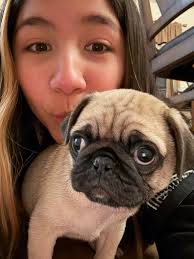 Found pug in Floral Park near 17th St