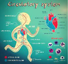Quite often all you need to do to begin regain. No More Morning Wood 7 Causes 3 Tips To Wake Up With Wood