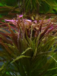 Image result for Limnophila indica