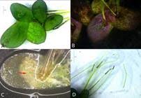 Image result for Landoltia punctata