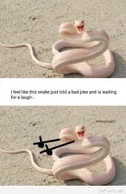 Funny Snake Meme Picture Funny Commercials Bad Jokes Funny Animals
