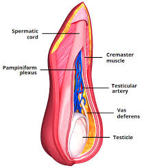 Want to learn more about it? The Spermatic Cord Course Fascia Contents Teachmeanatomy