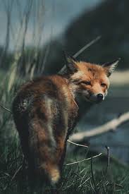 .nikon russia (@nikonrussia) on instagram: Red Fox Kpunkka Konsta Punkka Auf Instagram Often The Conversations With Foxes Are Much More Interesti Funny Wild Animals Animals Wild Animals Beautiful
