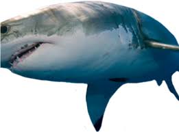 Download Shark Png Transparent Images Great White Sharks Png Image With No Background Pngkey Com Blue shark, bruce marlin shark, shark, marine mammal, animals png. download shark png transparent images