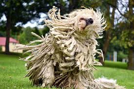 Image result for Komondor