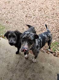 North Mississippi Shelter/Rescue Connection