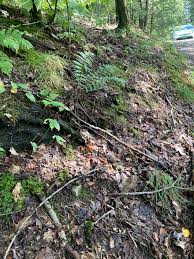 Image result for Hermbstaedtia schaeferi