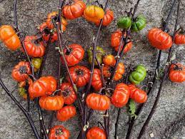 It gets the plant up and allows the long vines to cascade down a bit. How To Grow And Care For Pumpkin On A Stick