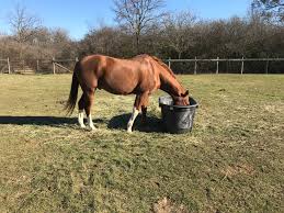 If you have ever tried going out to buy one of these small feeders. Diy Pasture Hay Feeders Stampy And The Brain