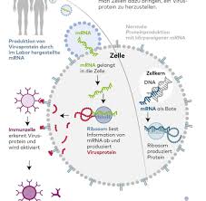 Mrna development engine · mrna research platform · learn about mrna Covid Impfstoff Warum Der Mrna Impfstoff Das Perfekte Mittel Gegen Das Coronavirus Ist Welt