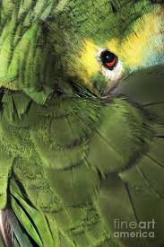 Bird Crying Like A Baby Video Bluefronted Amazon Parrot Art Print By Neil Overy In 2020 Parrots Art Amazon Parrot Parrot