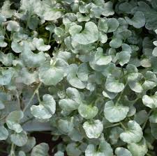 Image result for Dichondra